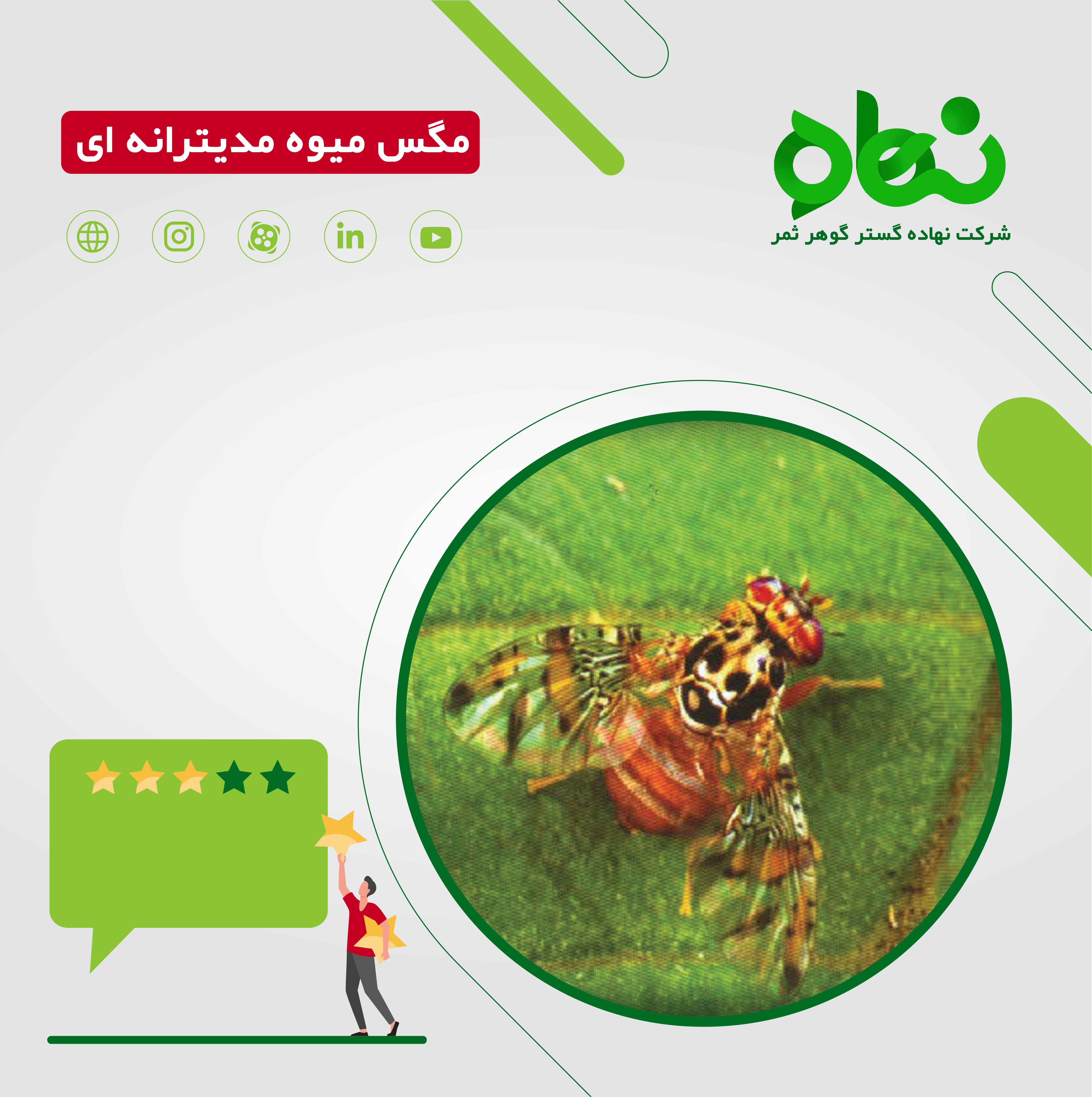 آفت قرنطینه ای مگس میوه مدیترانه ای